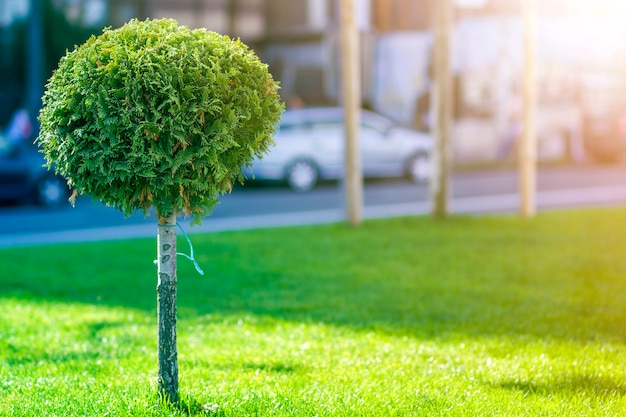 Jeune pin décoratif avec des cils ronds avec un feuillage soigneusement coupé, plante ornementale poussant sur l'herbe verte le long de la rue de la ville le jour d'été ensoleillé