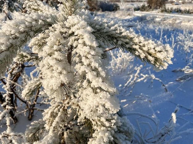Photo un jeune pin enneigé et gelé dans un champ en hiver hiver froid