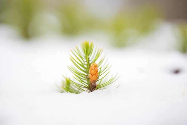 Un jeune pin sortant de la neige