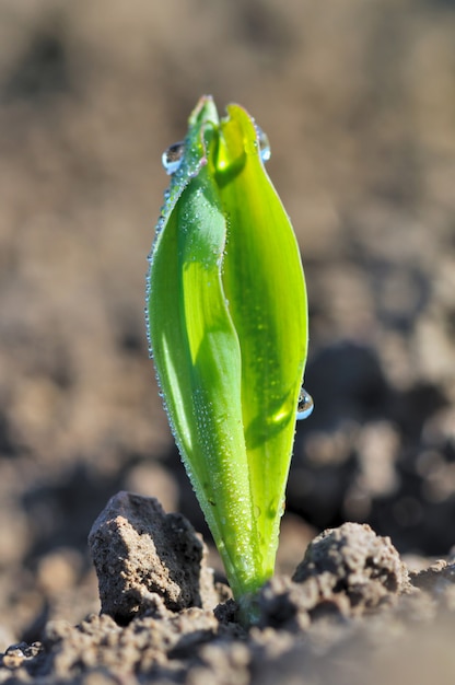 Jeune plant de blé couvert de rosée