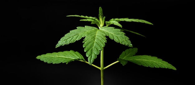 Jeune plant de cannabis vert sur fond sombre