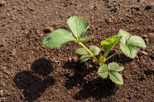 Jeune plant dans la lumière du matin Fraisier