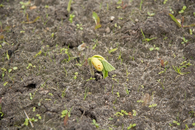 Le jeune plant de haricot traverse le sol au printemps