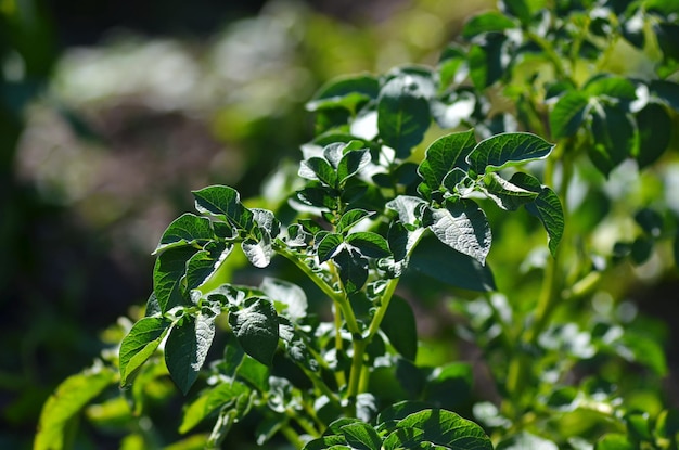 Jeune plant de pomme de terre poussant sur le sol. Buisson de pomme de terre dans le jardin. Jeune plant de pomme de terre en bonne santé dans un jardin biologique.