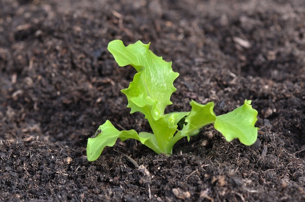 Jeune plant de salade