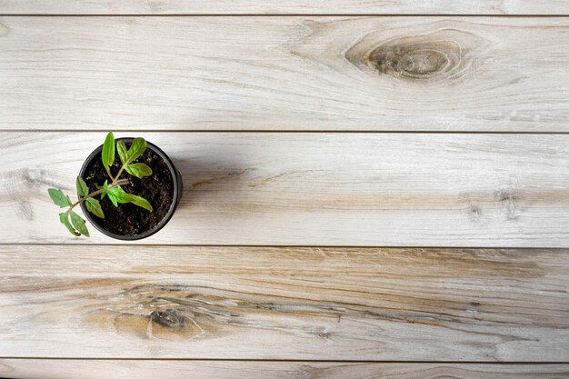 Un jeune plant de tomate dans un pot sur un fond en bois. Flatlay. Notion agricole. Espace de copie.