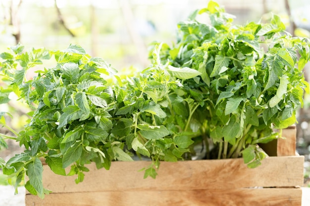 Un jeune plant de tomates fraîches dans une boîte en bois