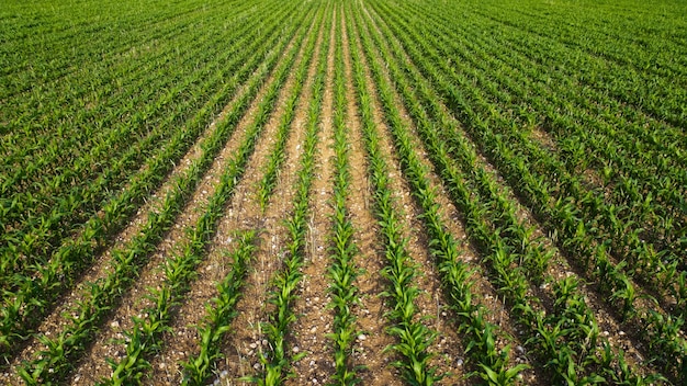 Une jeune plantation de maïs pousse sur un champ.