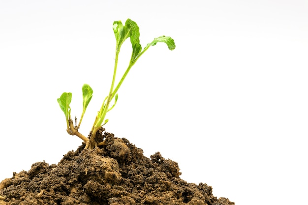 Jeune plante au sol isolée