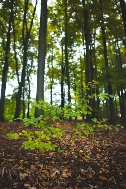 Photo jeune plante contre les troncs d'arbres dans la forêt