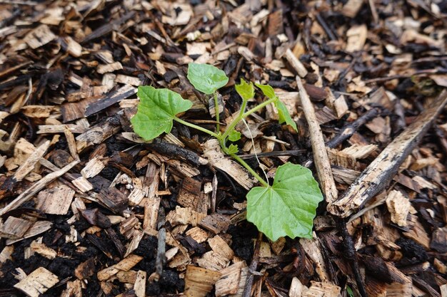 Photo jeune plante de cucamelon qui germe dans un sol paillé cultivation de la cucamelon dans le jardin potager