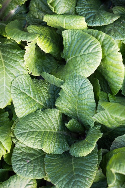 Jeune plante dans le fond de la nature