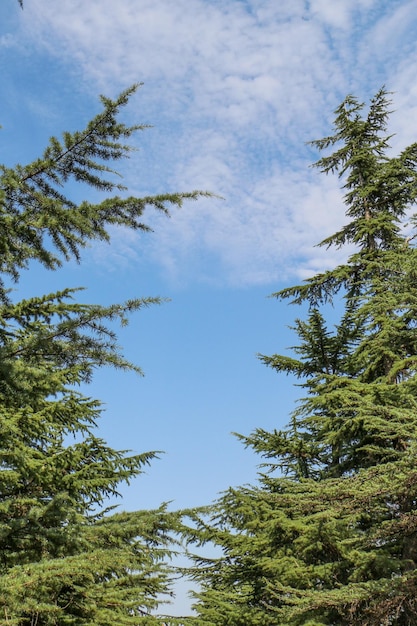 Une jeune plante dans la nature