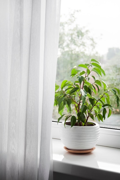Jeune plante Ficus benjamina en pot sur le rebord de la fenêtre dans la chambre.