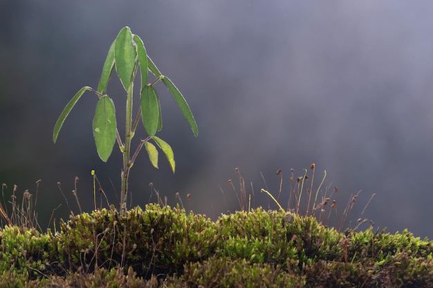 Jeune plante et herbe verte avec des gouttes de rosée