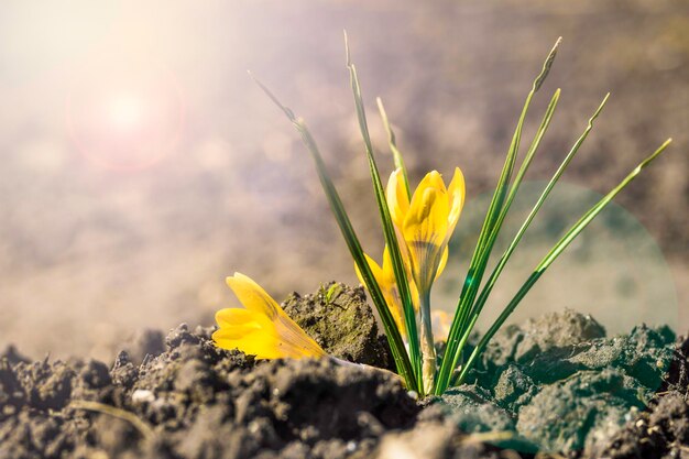 Jeune plante, icône numérique de nutriments minéraux. La fertilisation et le rôle des nutriments dans le concept o