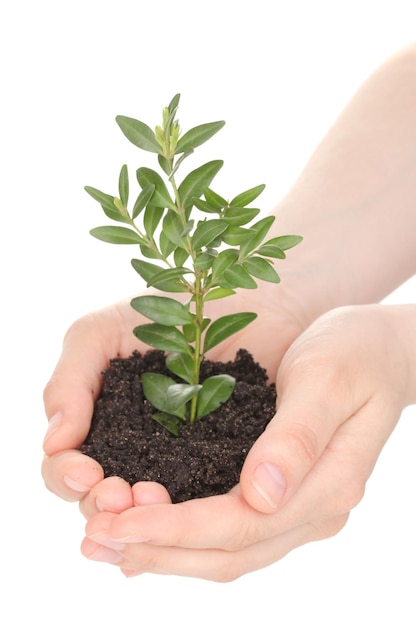 Jeune plante en mains isolé sur blanc