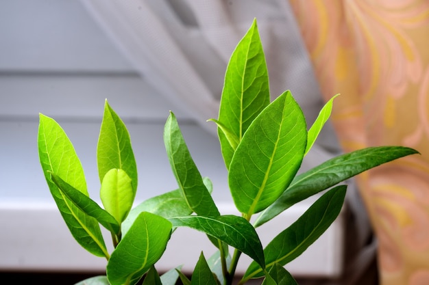 La jeune plante noble de laurier pousse dans un pot avec de la terre sur le rebord de la fenêtre d'un gros plan d'un appartement en ville