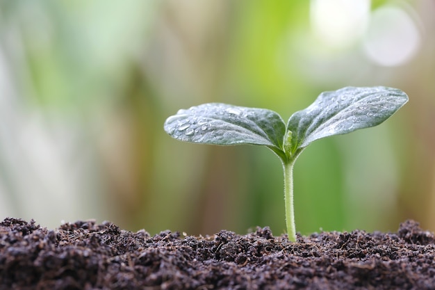 jeune plante ou plantule verte sur le sol du potager.