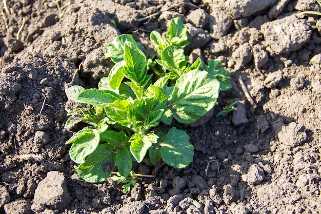 Jeune plante de pomme de terre poussant sur le potager