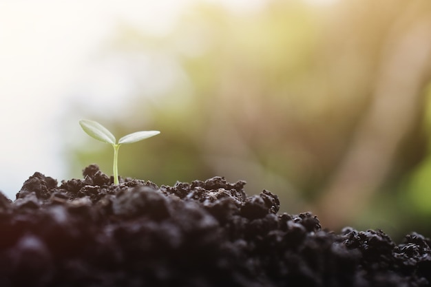 Jeune plante poussant en arrière-plan de la lumière du soleil, semis de plantes