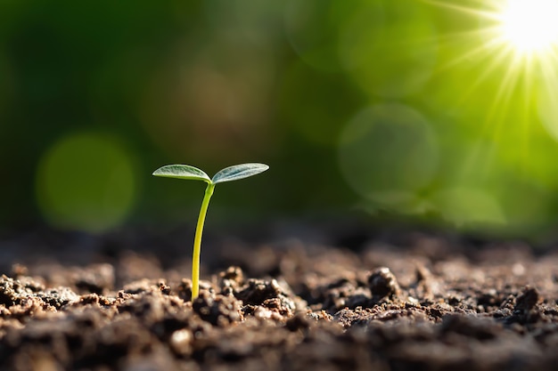 Jeune Plante Poussant Au Lever Du Soleil. Monde Vert Et Concept De La Journée De La Terre