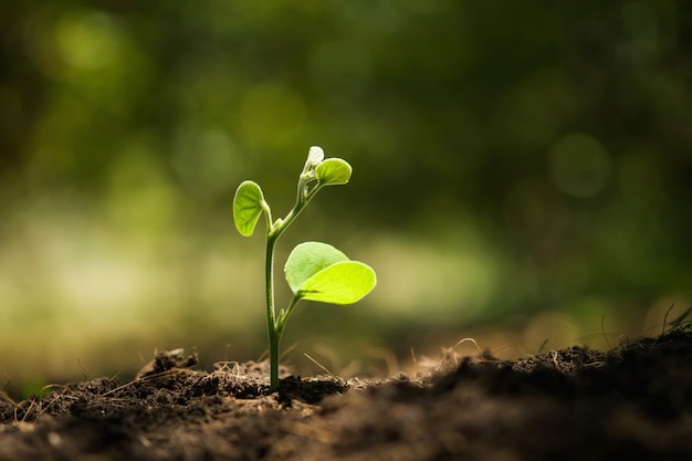 Jeune plante poussant au soleil dans la nature