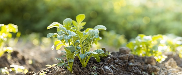 Jeune plante poussant au soleil