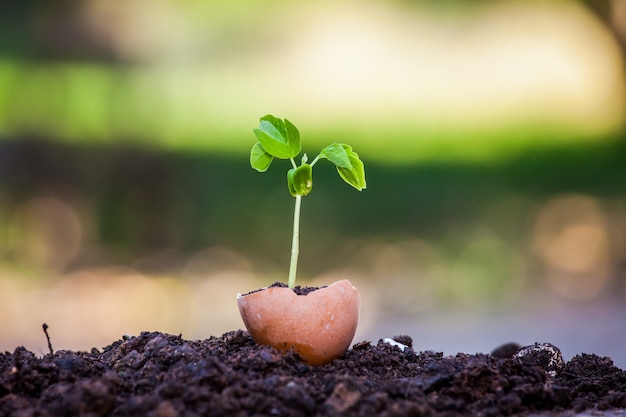 Jeune plante poussant dans une coquille d&#39;oeuf