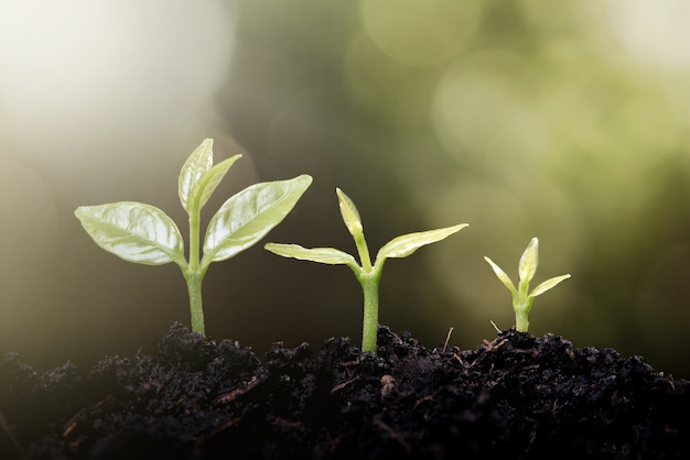 Jeune plante poussant sur la nature verte concept de croissance de fond bokeh