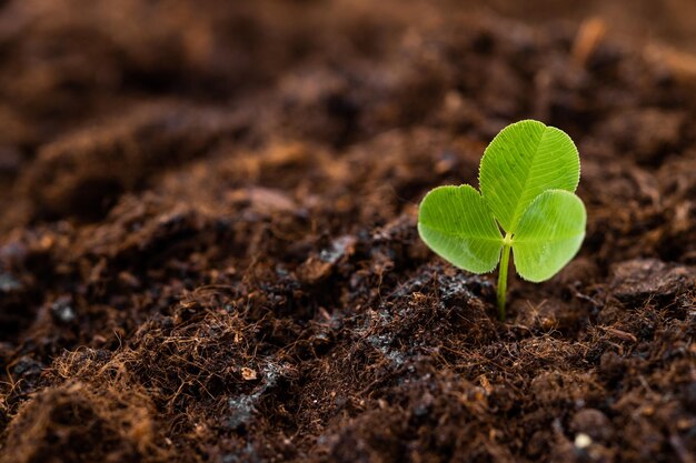 jeune plante poussant sur la saleté avec le soleil dans la nature eco earthday concept