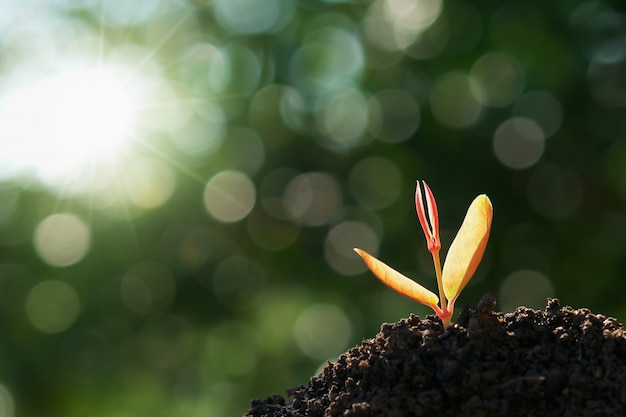 Jeune plante poussant sur un sol verdoyant