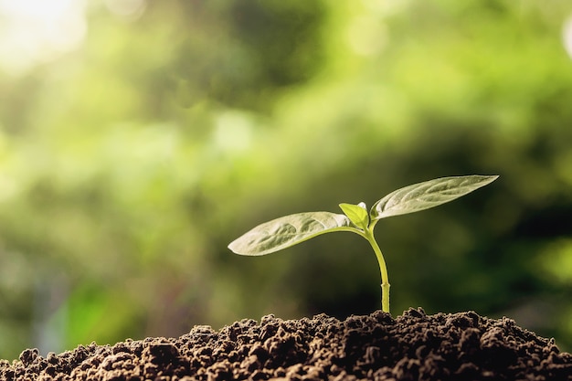 jeune plante poussant sur les sols avec la lumière du matin