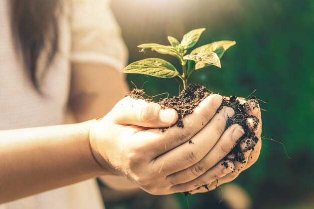 Jeune plante pousse d'arbre dans la main de la femme.