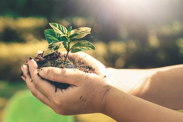 Jeune plante pousse d'arbre dans la main de la femme.