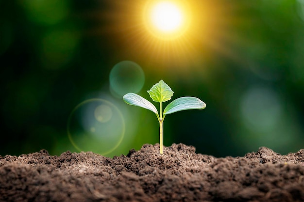 La jeune plante pousse dans le sol avec un soleil éclatant et un fond de nature verte floue