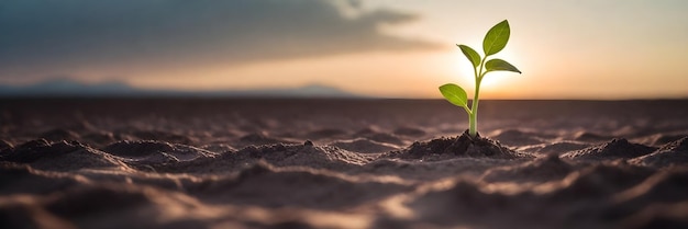 Photo une jeune plante pousse du sol dans un champ stérile