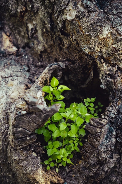 Une jeune plante pousse à l'intérieur d'un vieil arbre