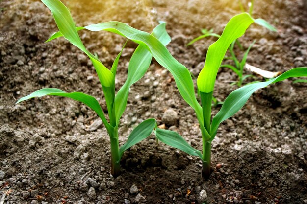 Photo une jeune plante qui pousse au soleil