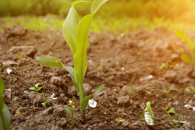 Photo une jeune plante qui pousse au soleil