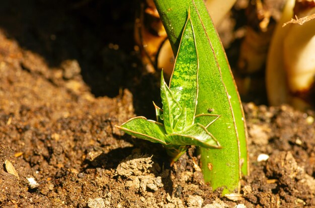 Une jeune plante Sansevieria dans un sol fertile