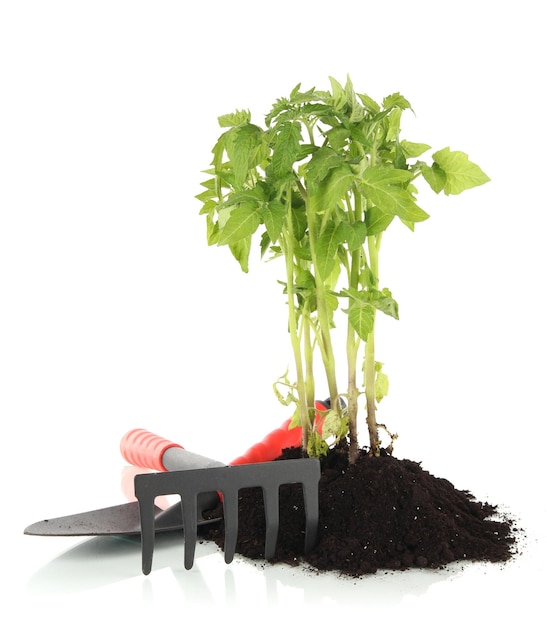 Jeune plante en sol isolé sur blanc