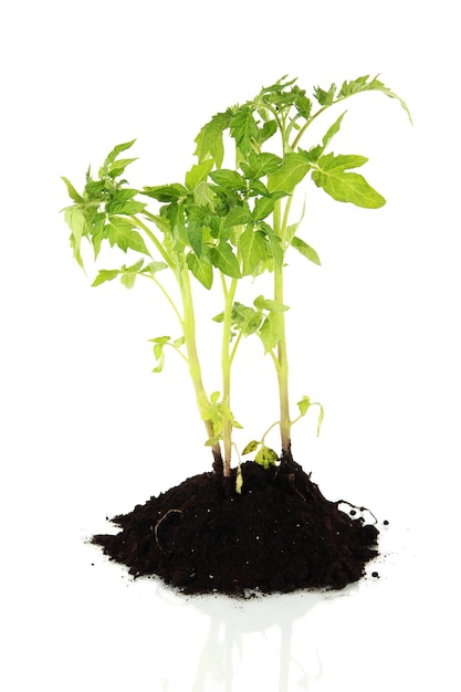 Jeune plante en sol isolé sur blanc