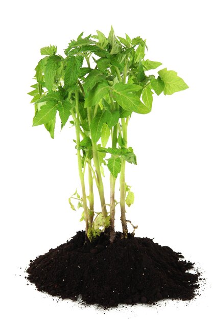 Jeune plante en sol isolé sur blanc