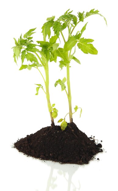 Jeune plante en sol isolé sur blanc