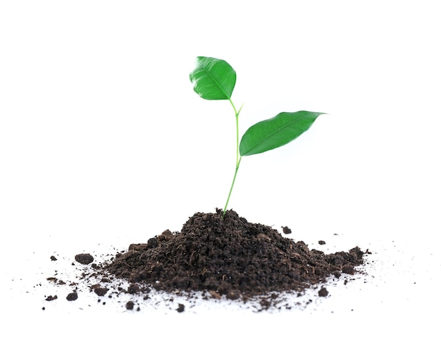 Jeune plante en sol isolé sur blanc