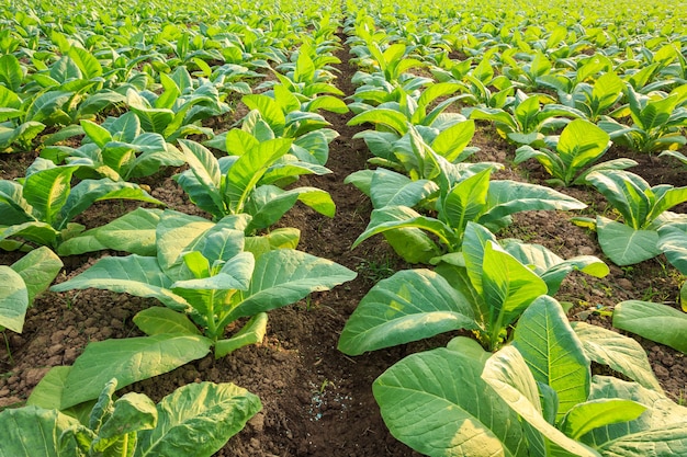 Jeune plante de tabac vert dans un champ à la province de Sukhothai, au nord de la Thaïlande