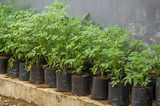 Jeune plante de tomate dans des pots en plastique noir concept de culture de légumes dans un jardin et de la nourriture