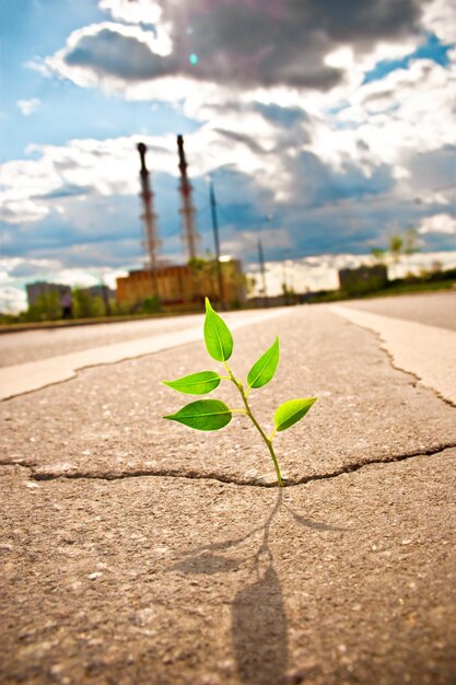 La jeune plante traverse l'asphalte sur la route de la ville.