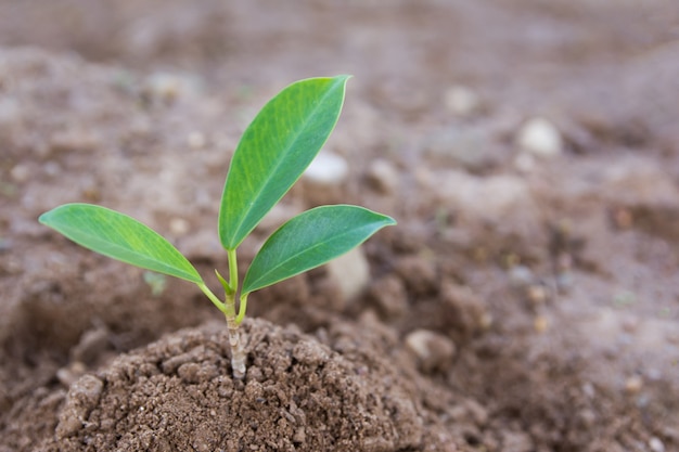 Jeune plante verte qui pousse dans le fond du sol.